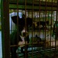 Antes de comprarlo, en la veterinaria enserrado pobresito